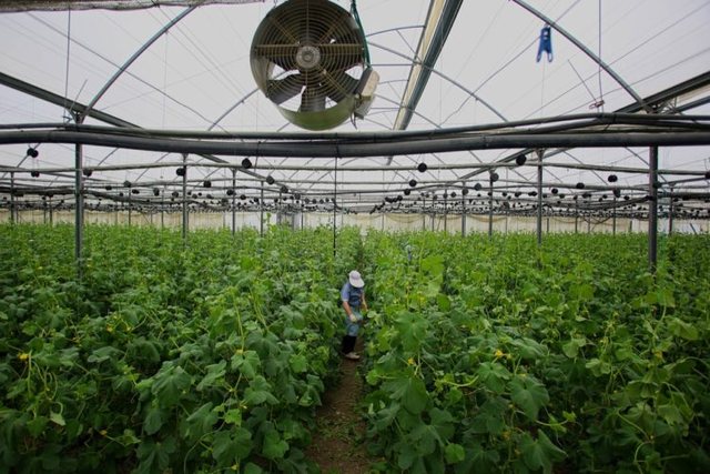 Rënia e bujqësisë dhe industrisë rrezikon 54% të