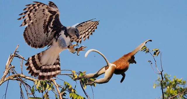 Shqiponja gjigante që besohet se është "zhdukur në