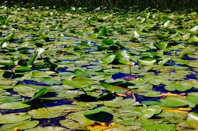 PAMJE/ Rama: Liqeni i Shkodrës pjesë e UNESCO-s, thesar natyror me