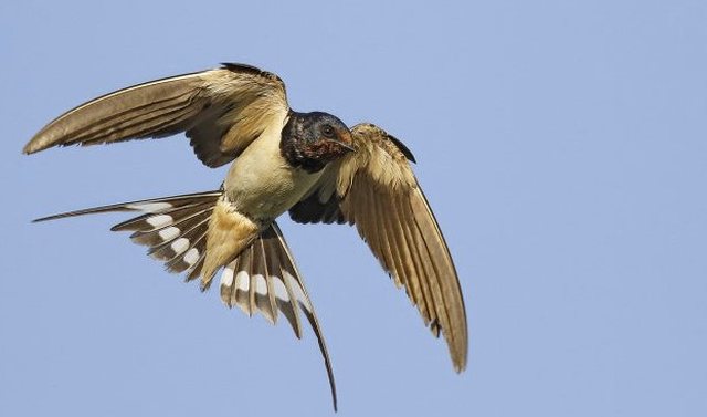 Dita Botërore e Zogjve Shtegtarë, fushatë globale që lidhen